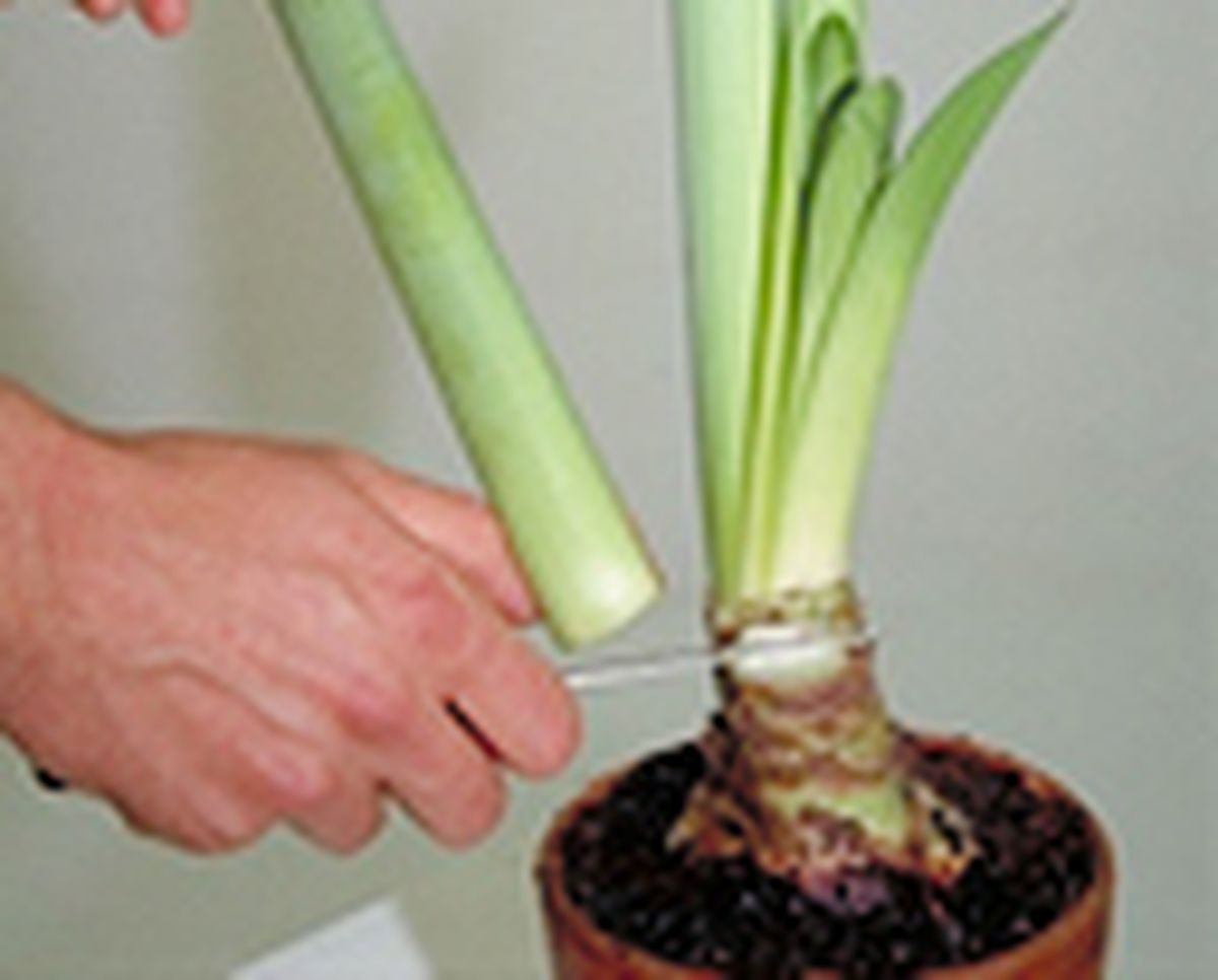 Trasplantar un hippeastrum   paso 5