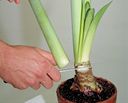 Trasplantar un hippeastrum   paso 5