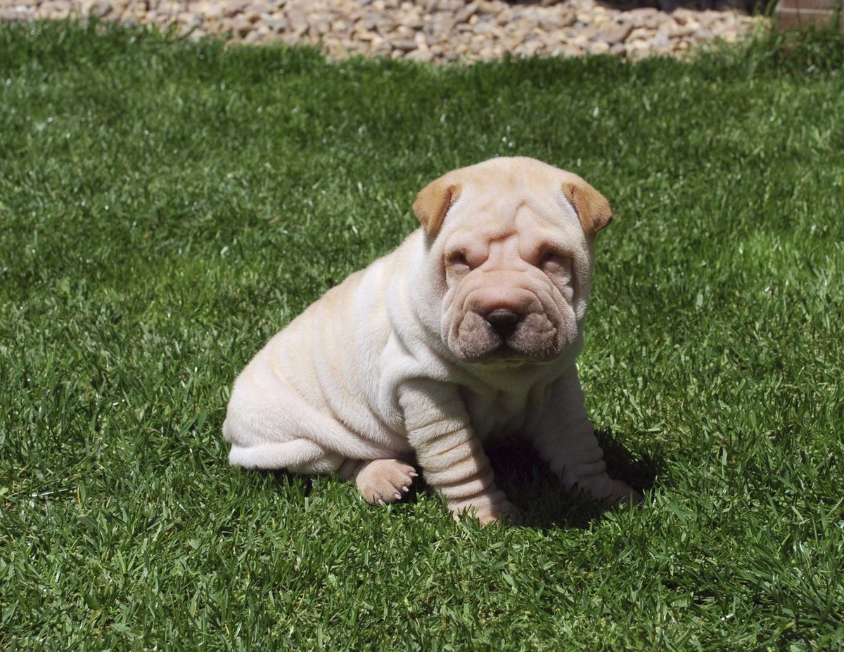 Shar pei   perro  2