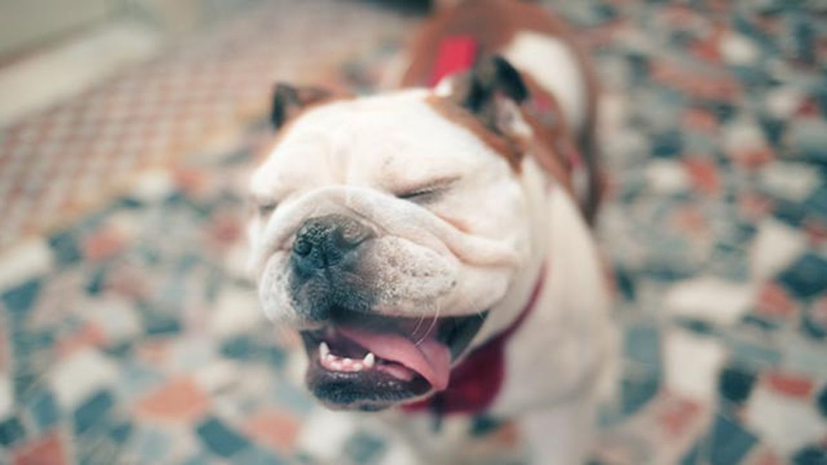 proteger perro resfriados 1