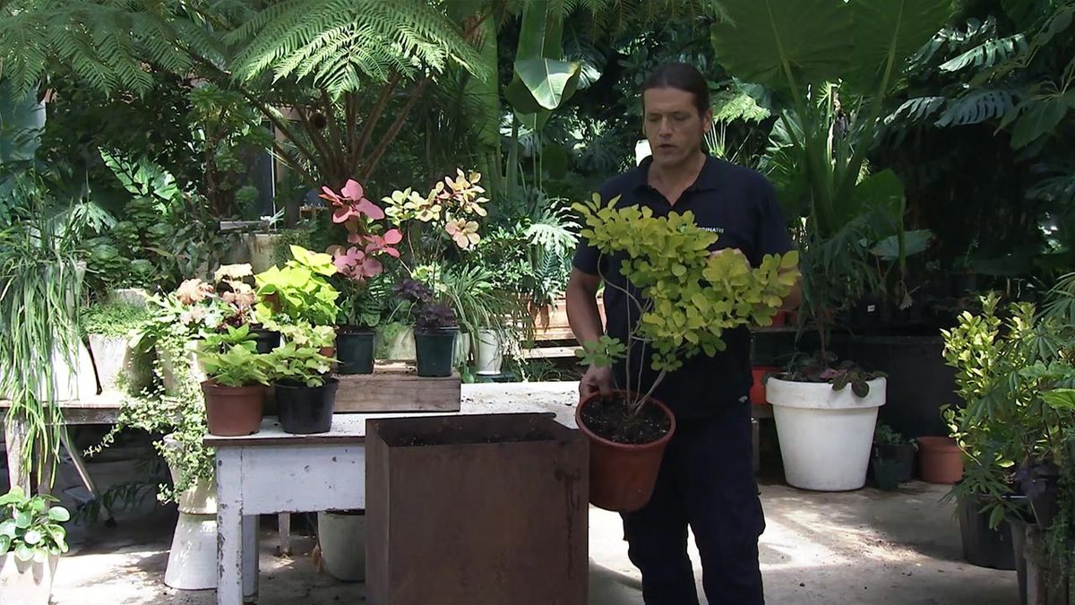 brico 1041 jardin arbol de las pelucas