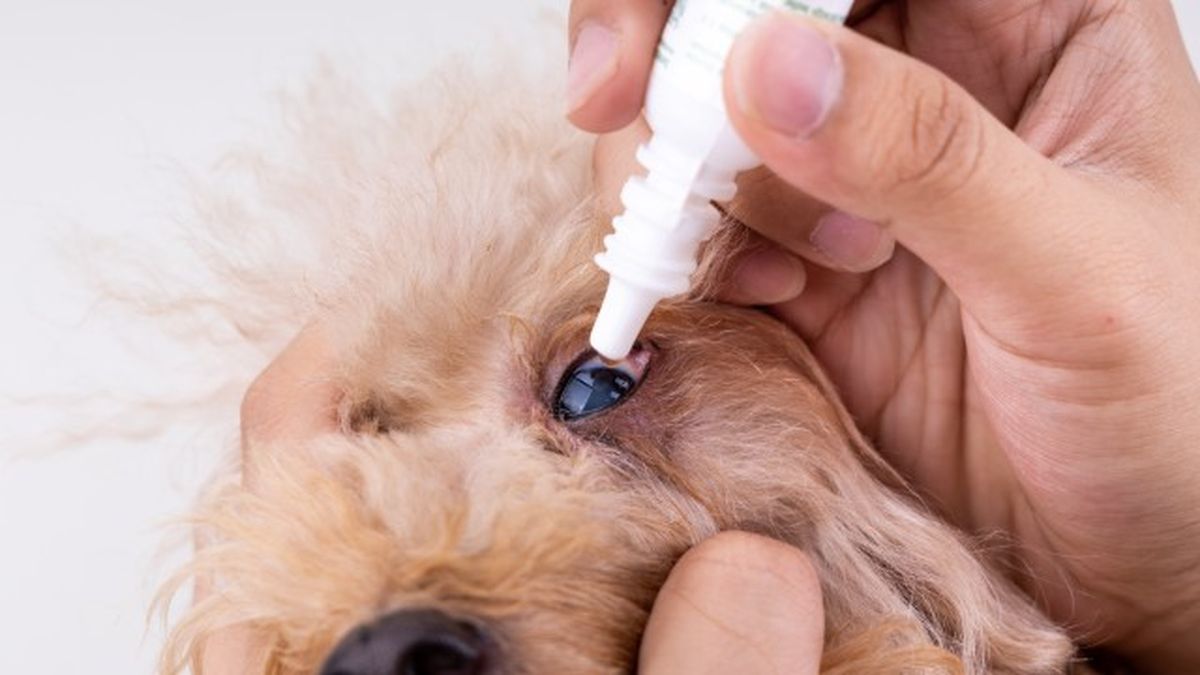 cataratas en perros 9