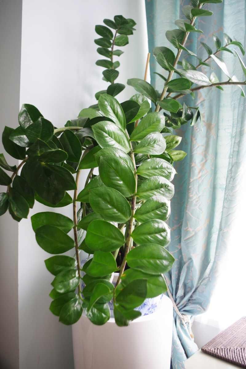 Zamioculca o planta ZZ