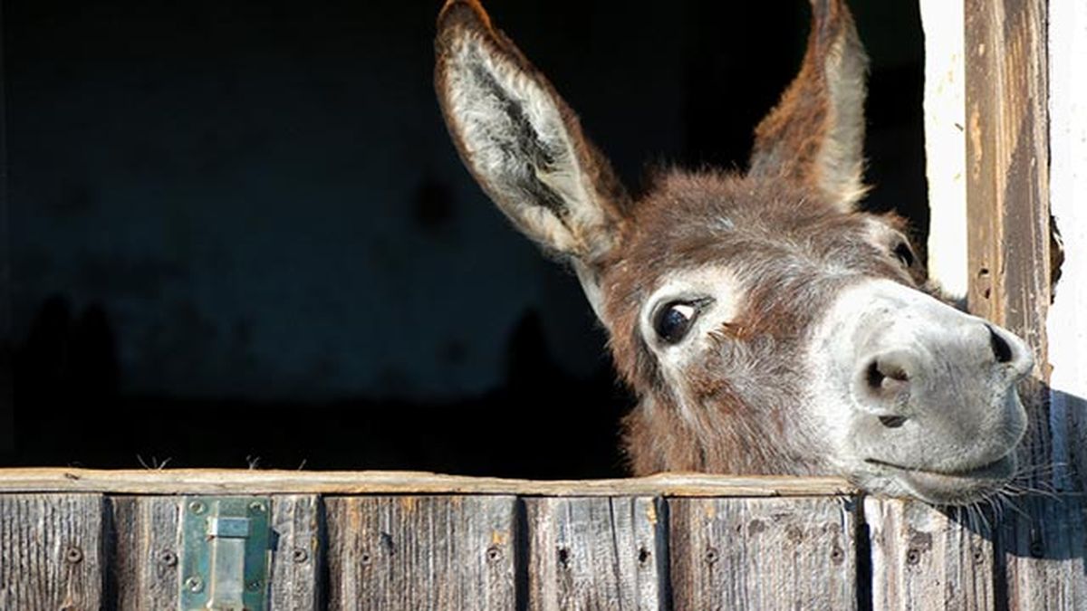 burro divertido