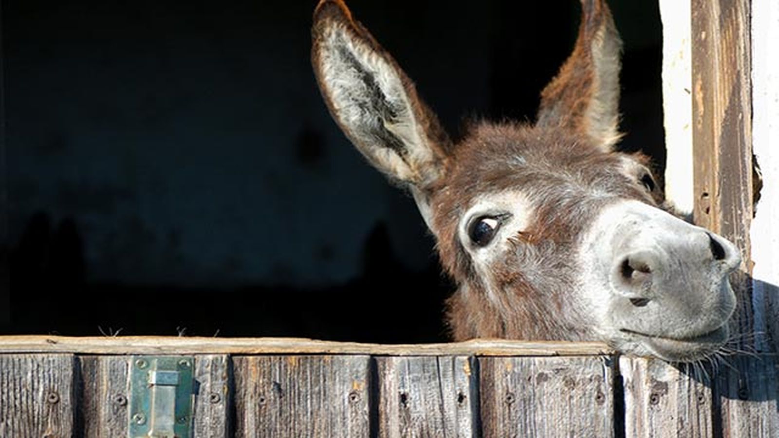 burro divertido