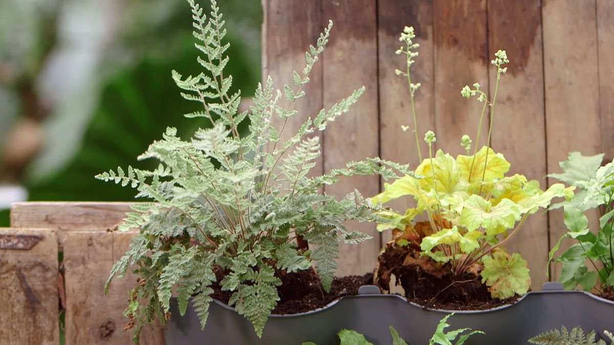 brico 955 3 jardin vertical pared norte plantas detalle