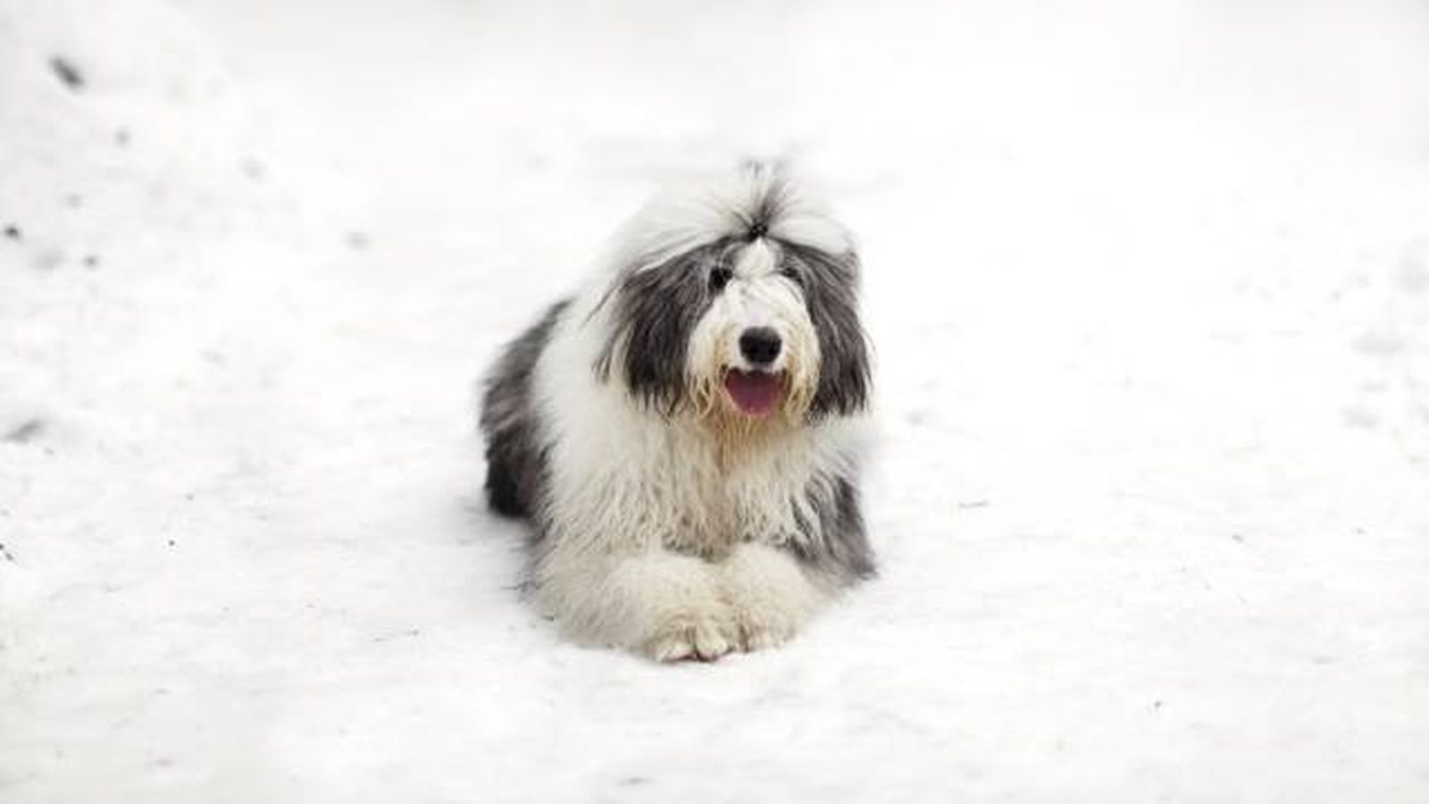 bobtail (2)