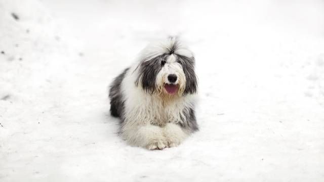 bobtail (2)