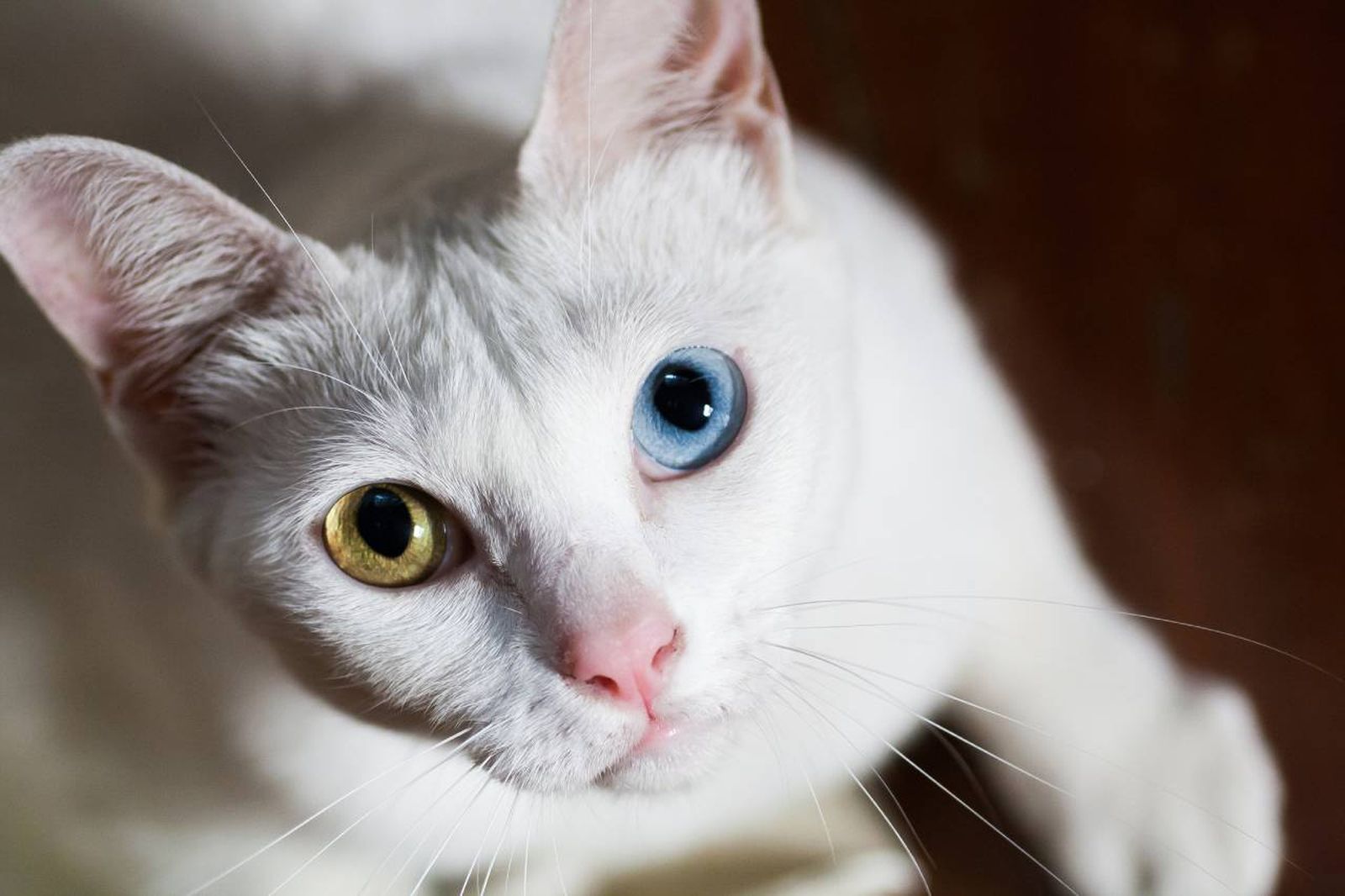 El Khao Manee (joya blanca en tailandés) es también conocido como el Gato Diamante u Ojos de Diamante.