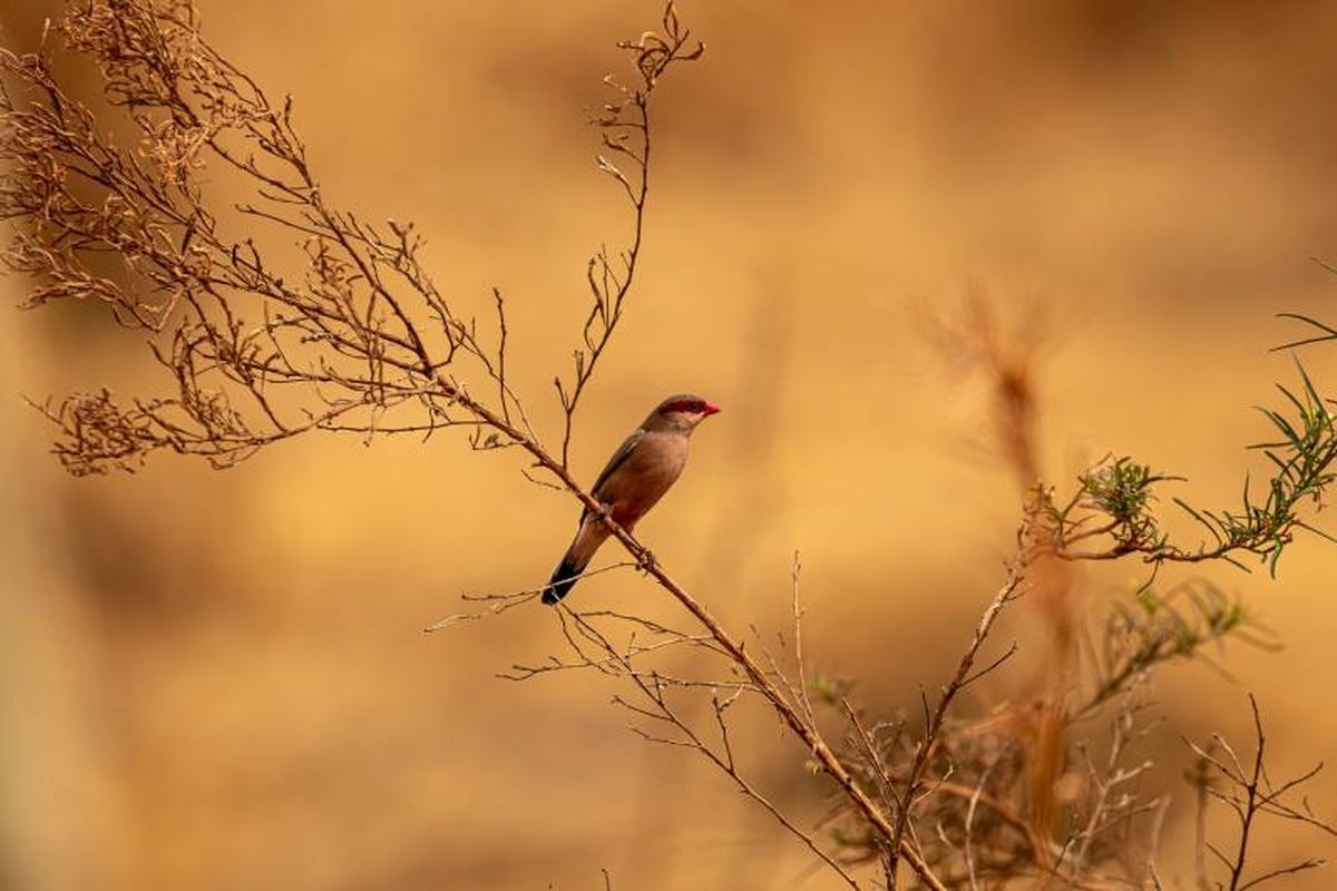Suelen vivir en grupos, emiten suaves trinos y son sociables.