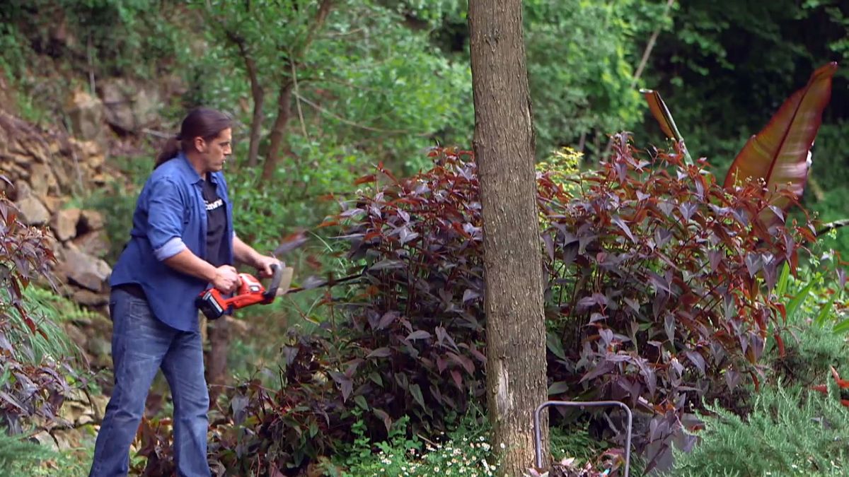 brico 0960 3 persicaria poda