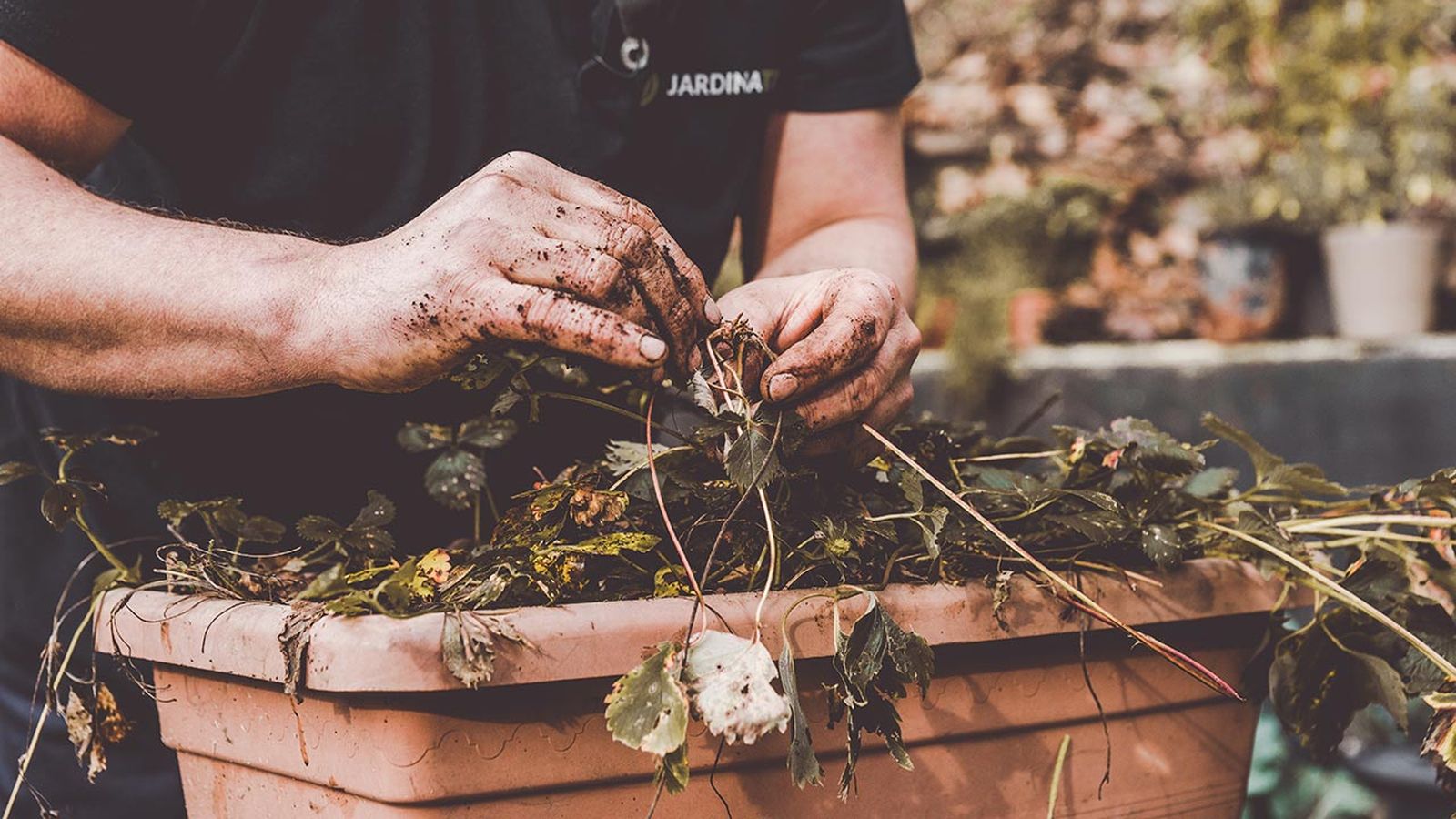 brico jardin 1021 reproducir fresales por acodo xl