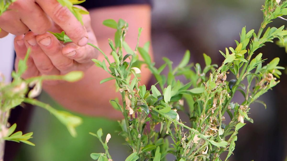 brico 0914 3 oruga boj estadio 1