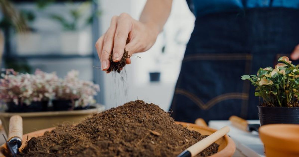 Escoge un sustrato de drene de forma correcta.