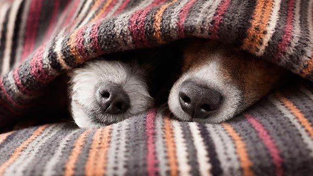 consejos paseo frio