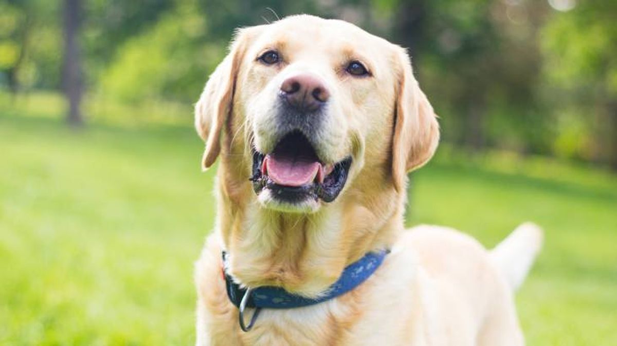 Necesita una serie de cuidados con el fin de mantenerse feliz y sano.