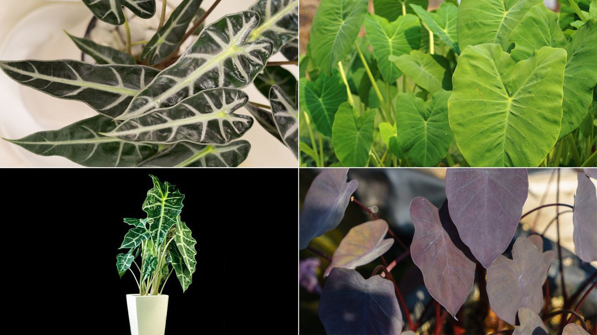 Variedades de alocasia