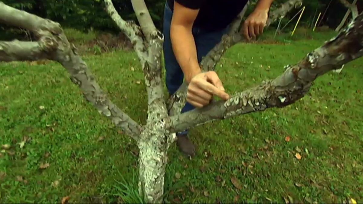 brico 619 encalar troncos 1