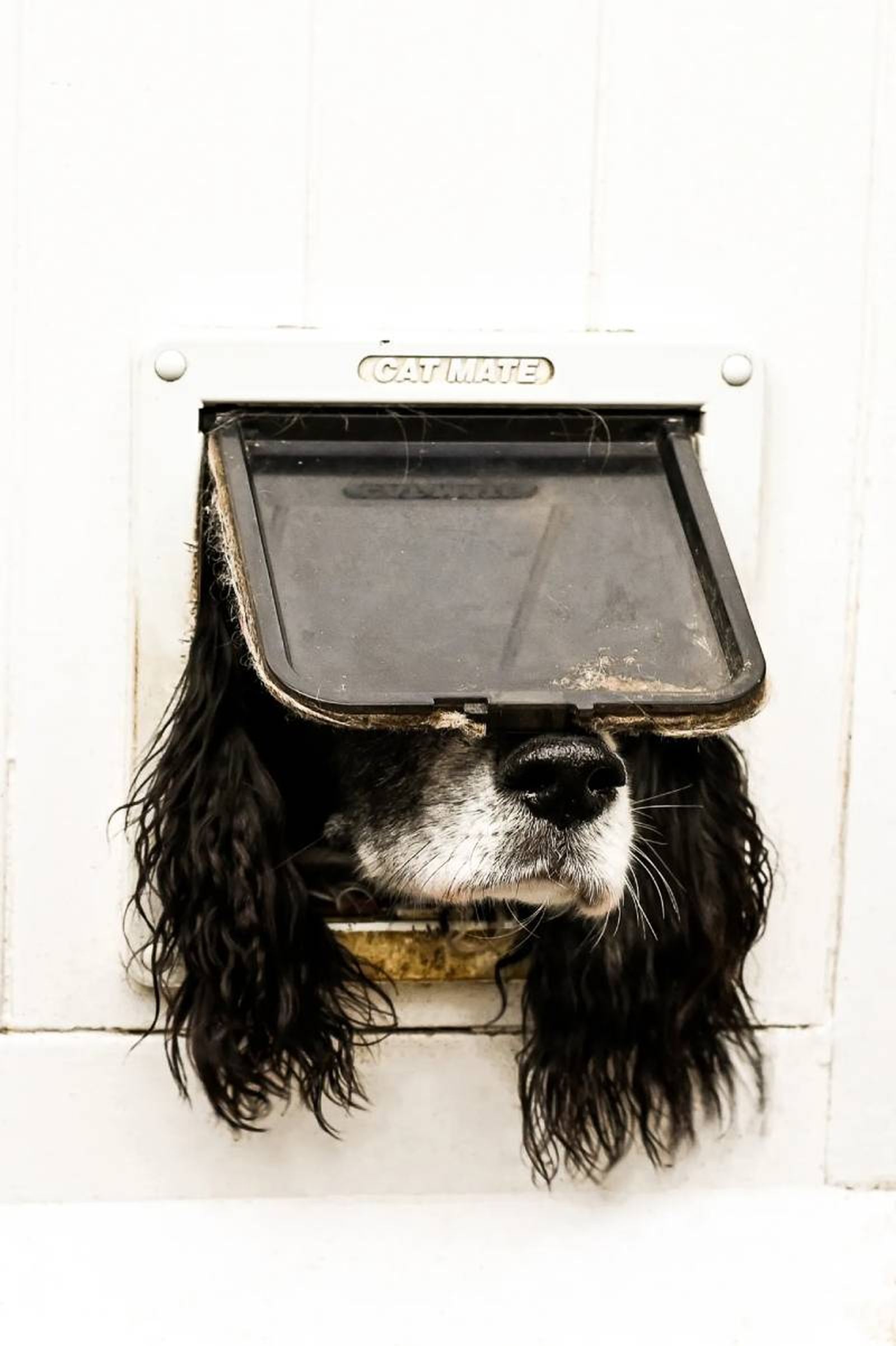 Not Just For Cats / Fuente: Sarah Haskell - The Comedy Pet Photography Awards 2024