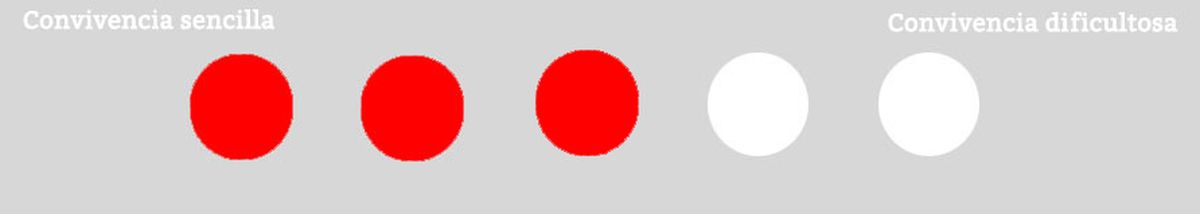 convivencia gatos hurón