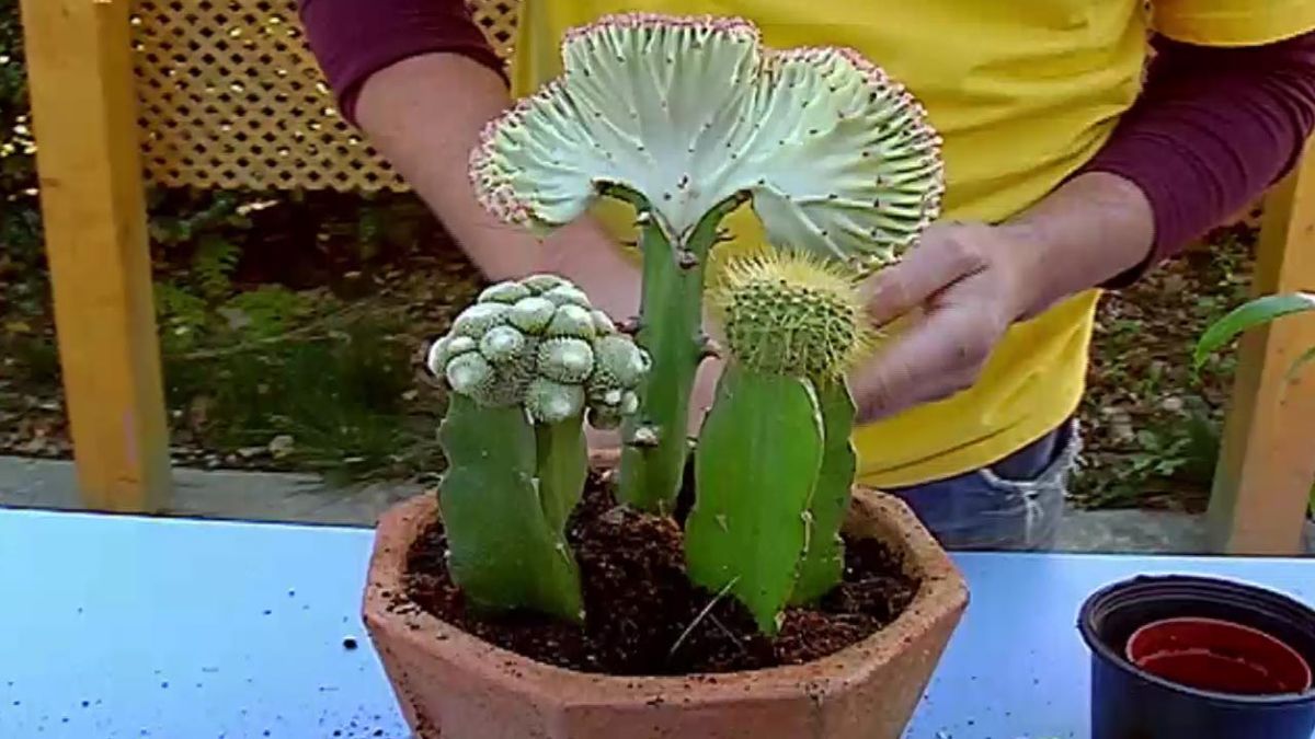 brico 681 plantas pequenas vestir la mesa composicion cactus