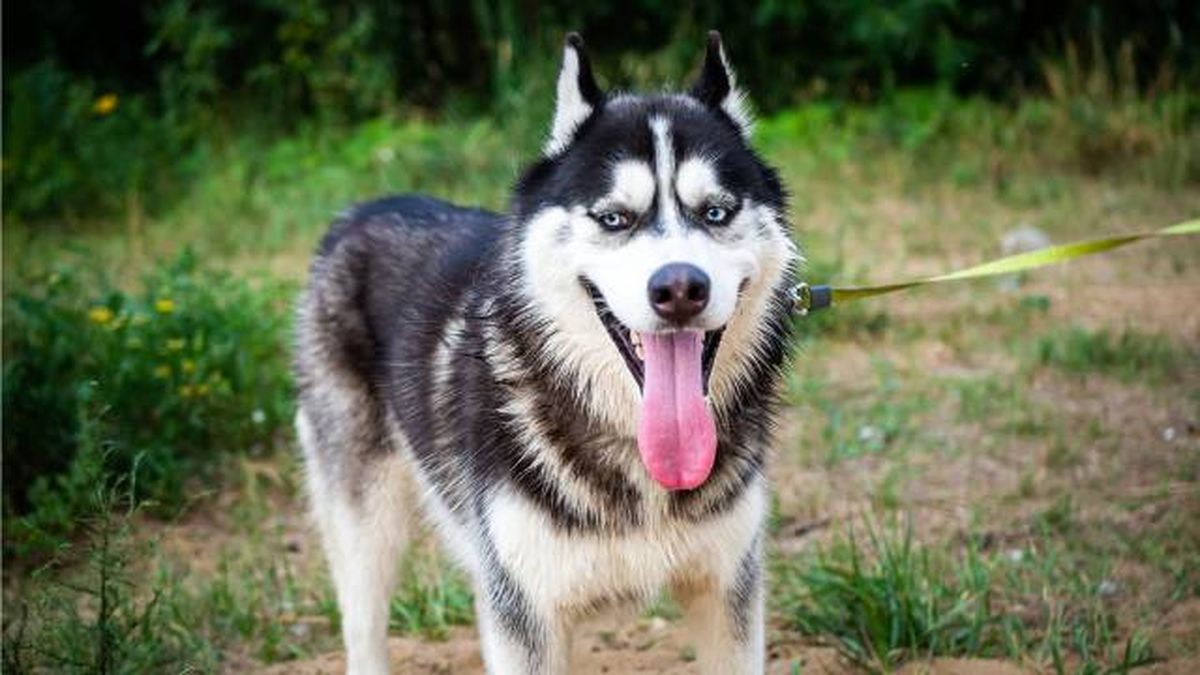 pirotecnia fiesta san juan peligro mascotas paseos seguros