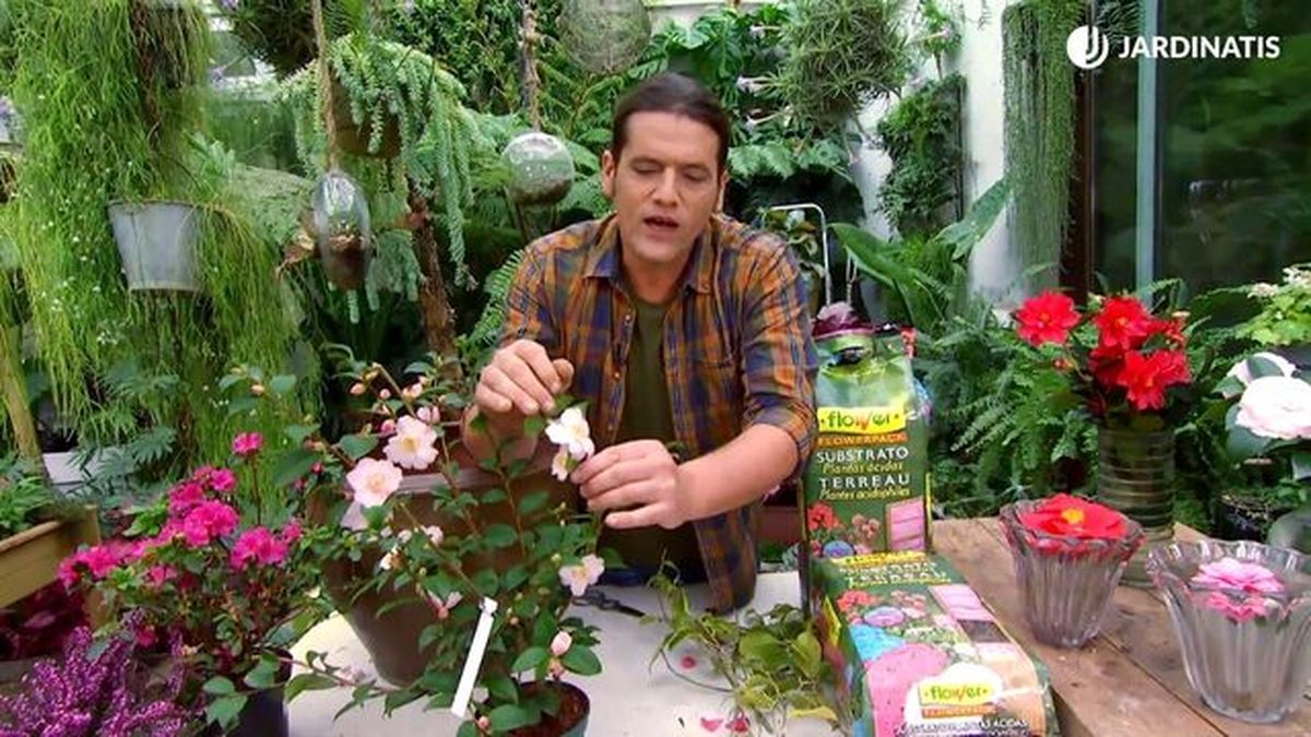 camellia cinnamon scentsation cuidados deco 650