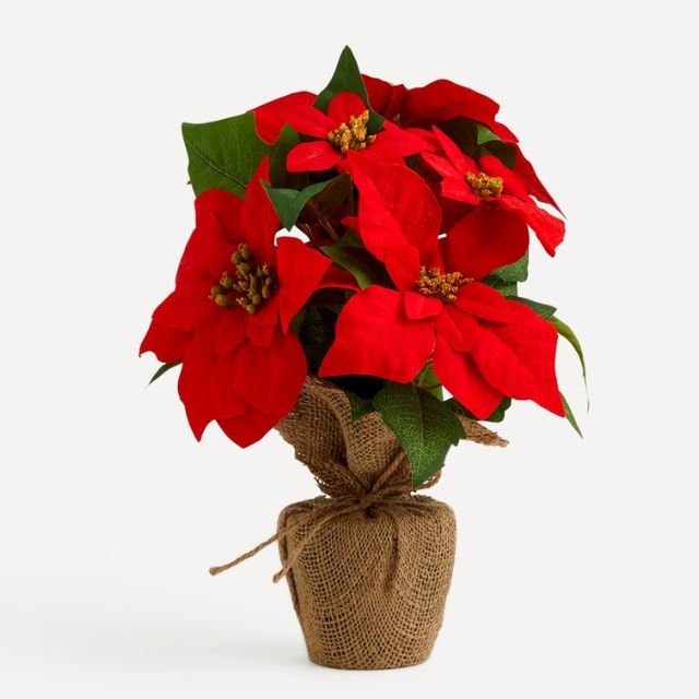 flor de pascua del corte ingles