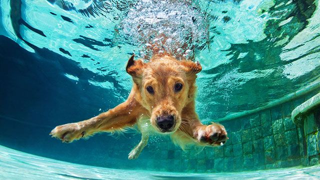 perro buceando