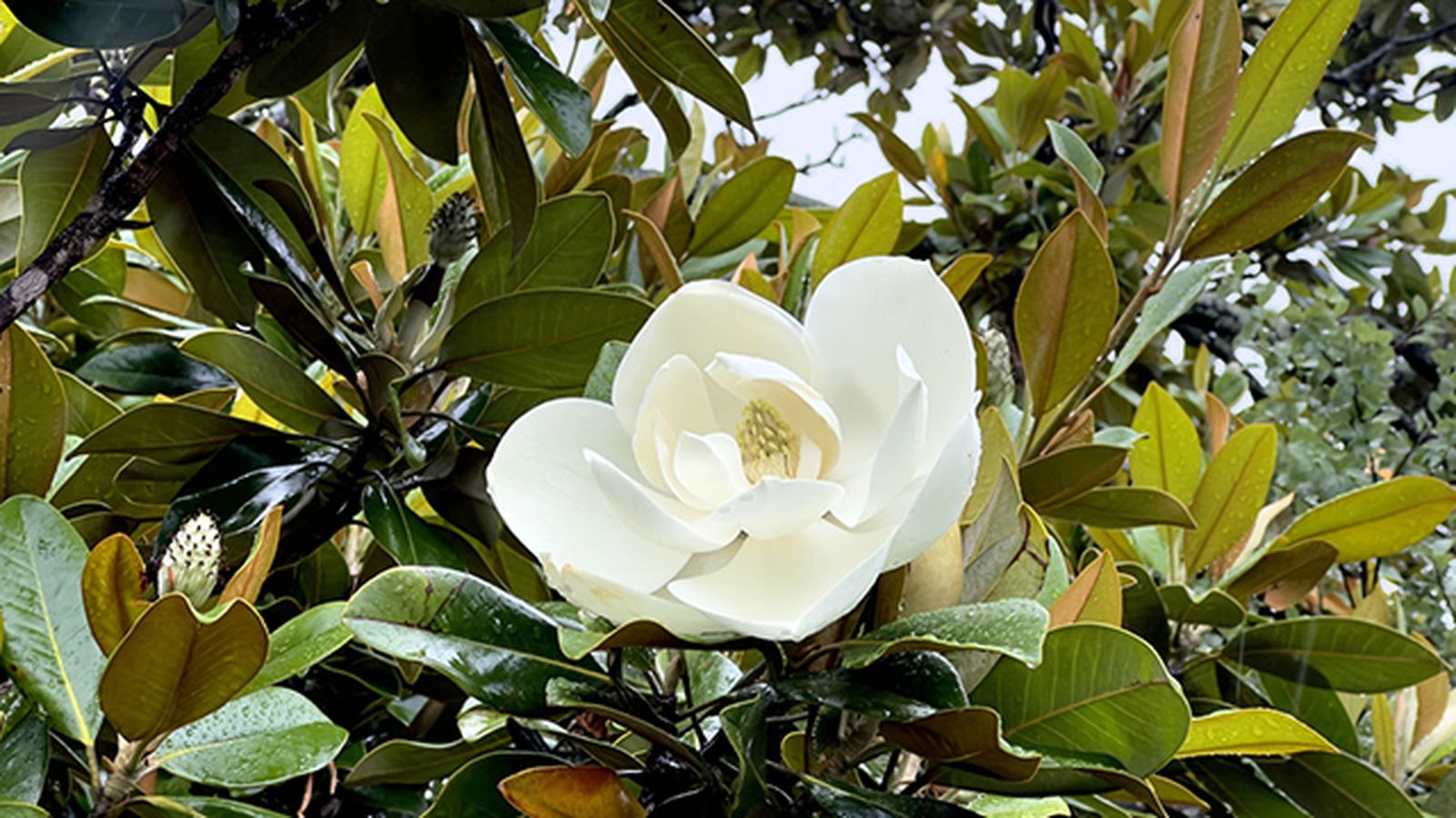 flor blanca magnolia grandiflora