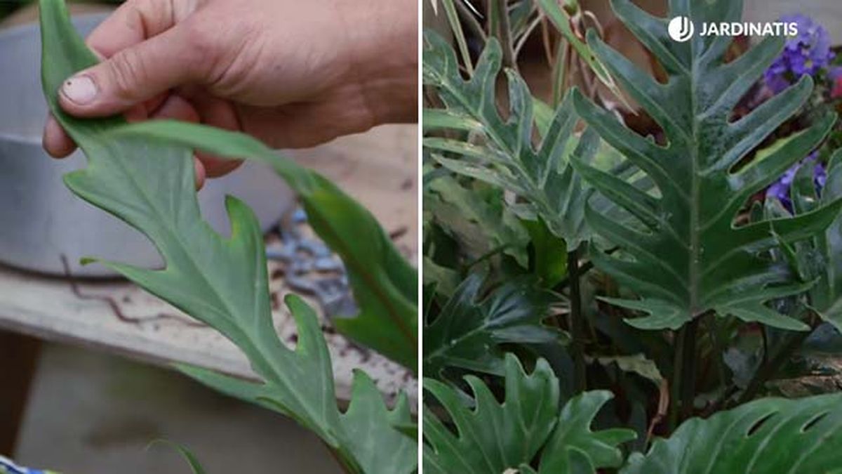 dos especies de philodendros similares  xanadu