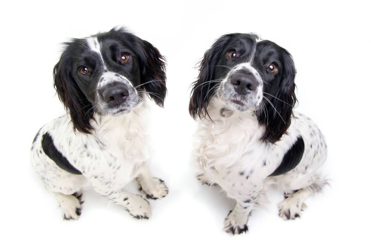 La clonación es el proceso mediante el cual se crea una copia exacta de un organismo