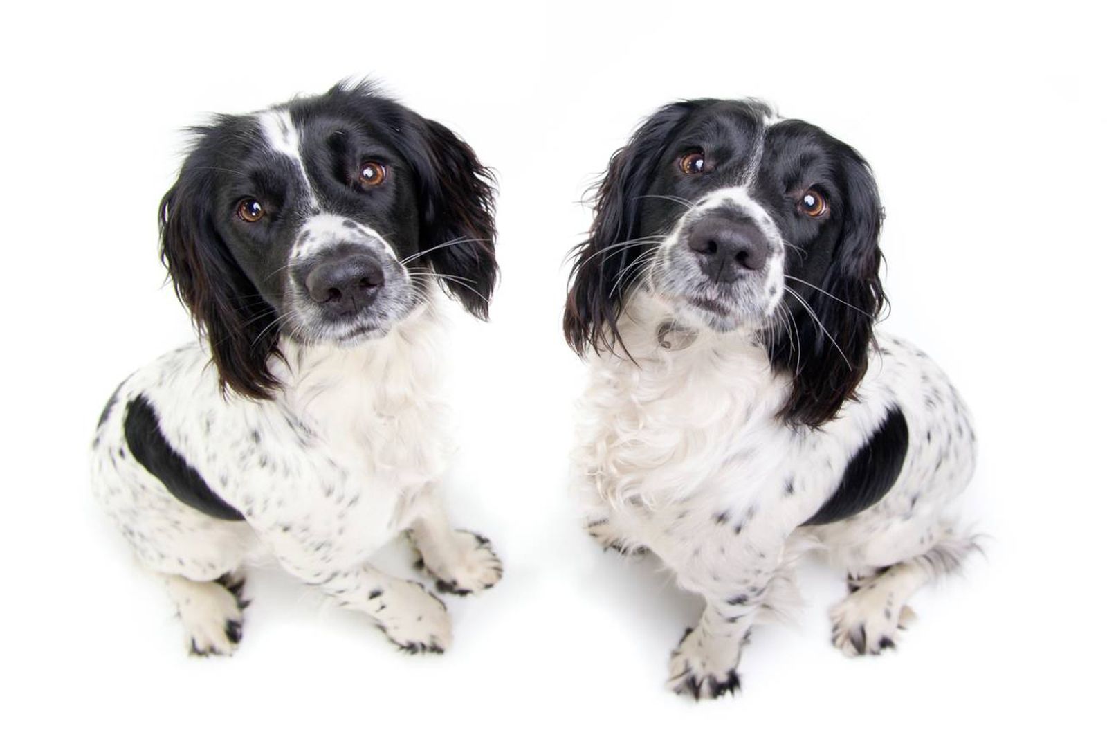 La clonación es el proceso mediante el cual se crea una copia exacta de un organismo