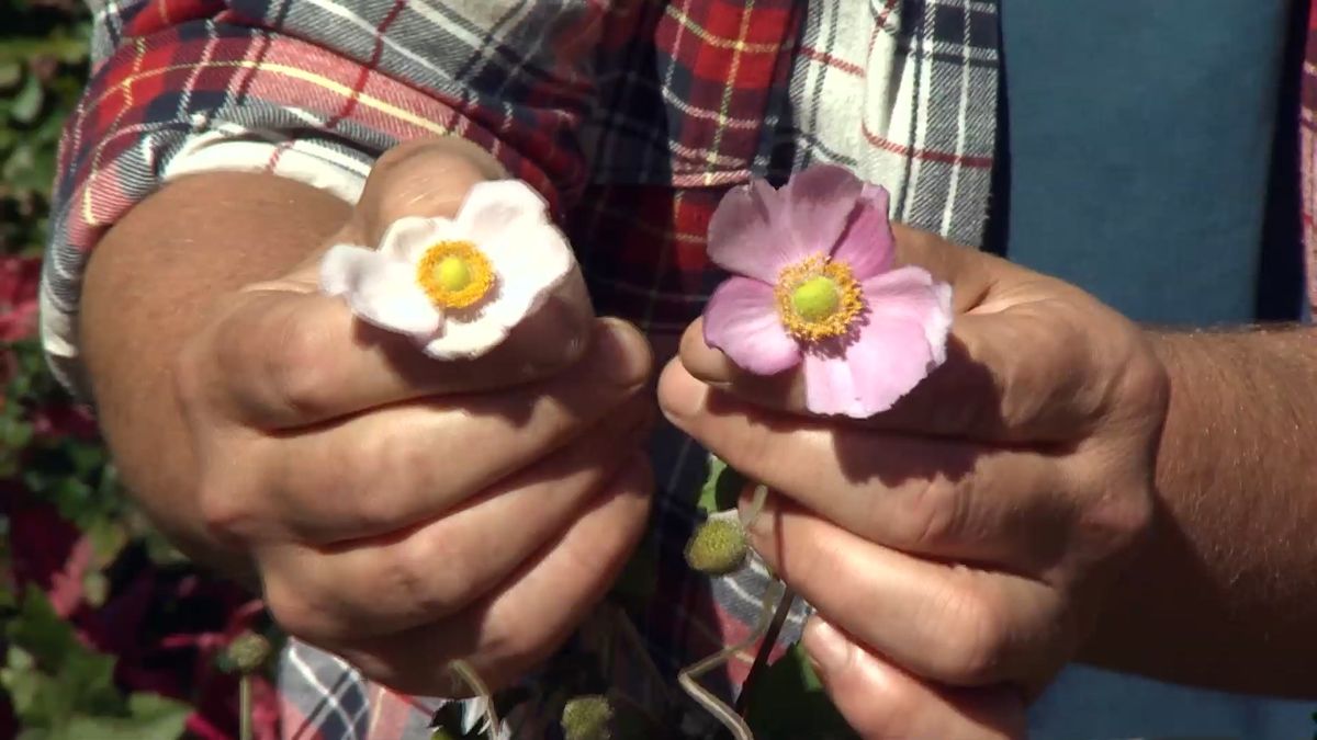 deko 0707 jardineria anemona japonica flor