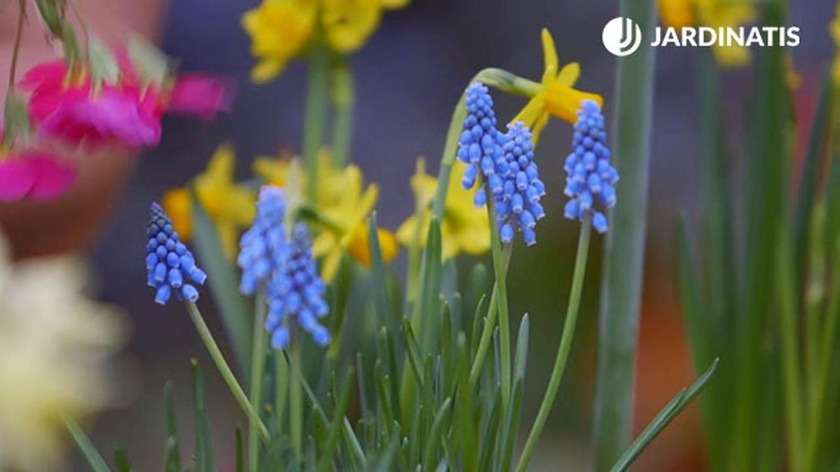 brico 0902 3 composicion bulbosas muscarias