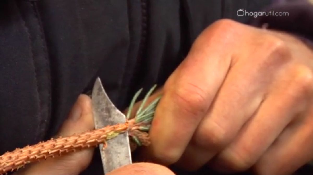 Injertos en coníferas paso 2