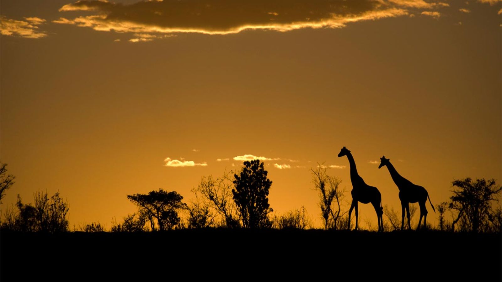 10 documentales de animales en netflix