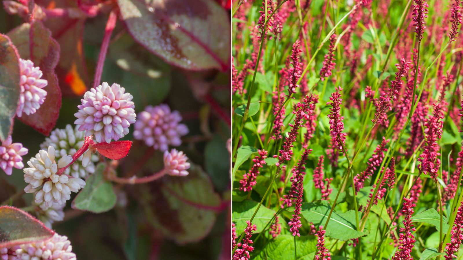 Dos variedades de persicarias 2