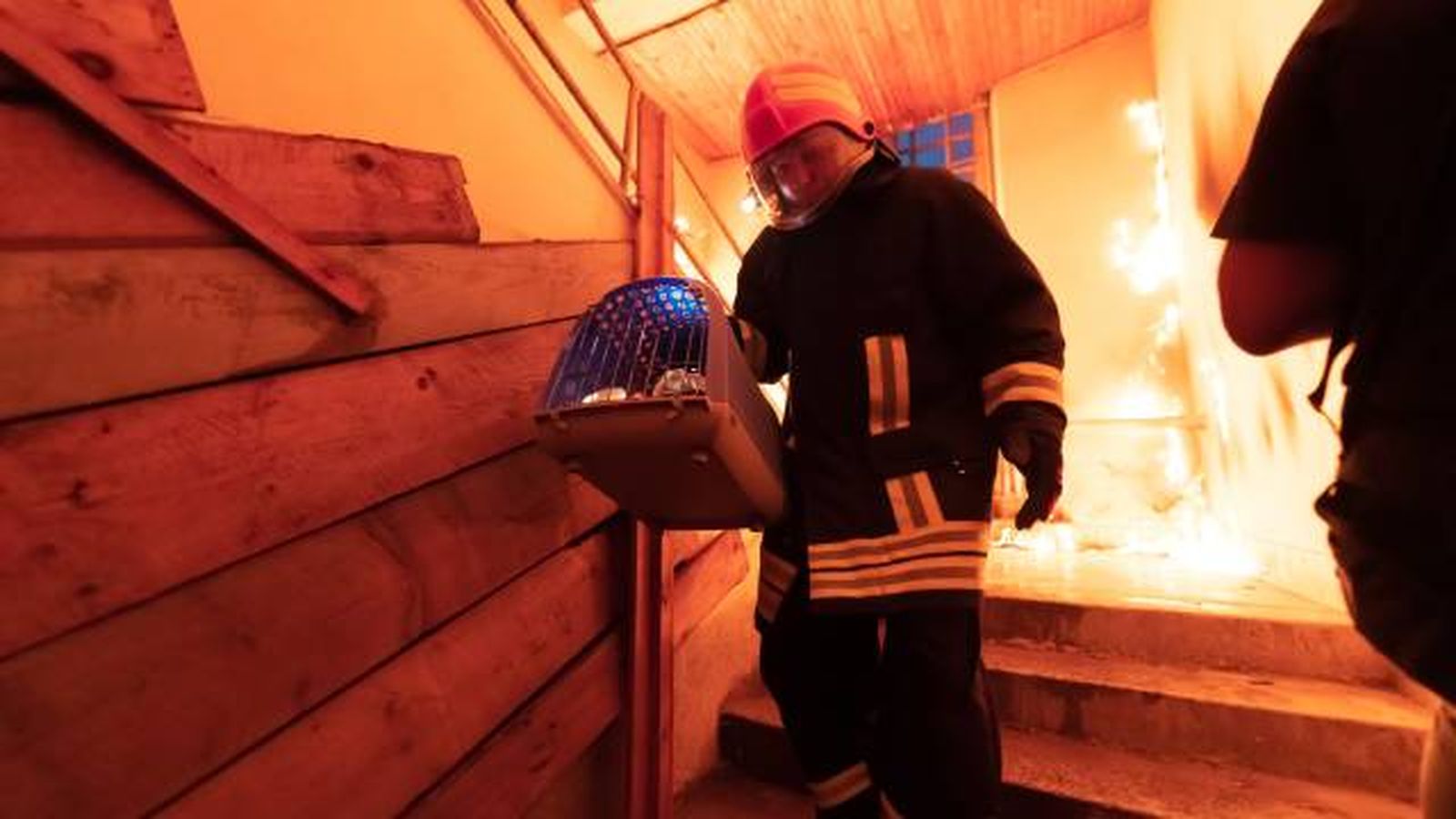 plan kit evacuacion mascotas desastres incendios