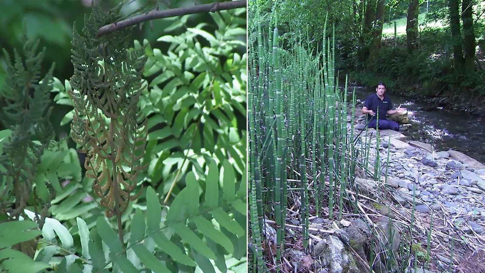 deco778 helechos y colas de caballo jardin lur garden xl