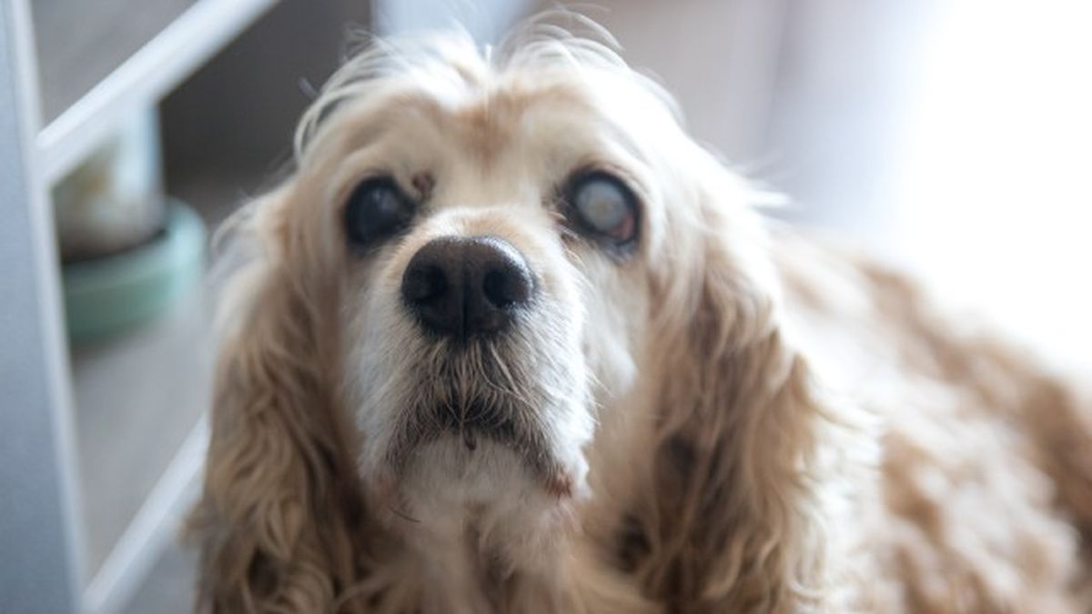 cataratas en perros 13