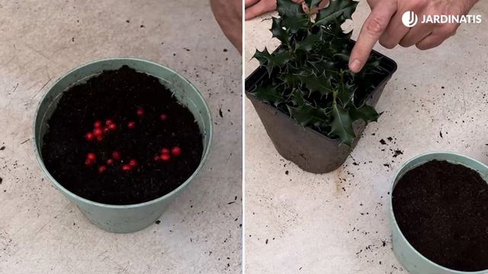 reproduccion del acebo por semilla jardinatis 23 30