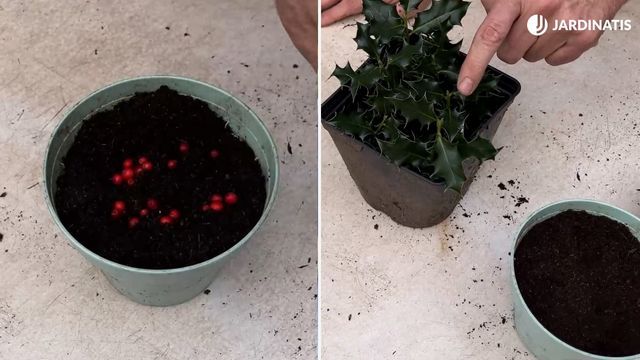 reproduccion del acebo por semilla jardinatis 23 30