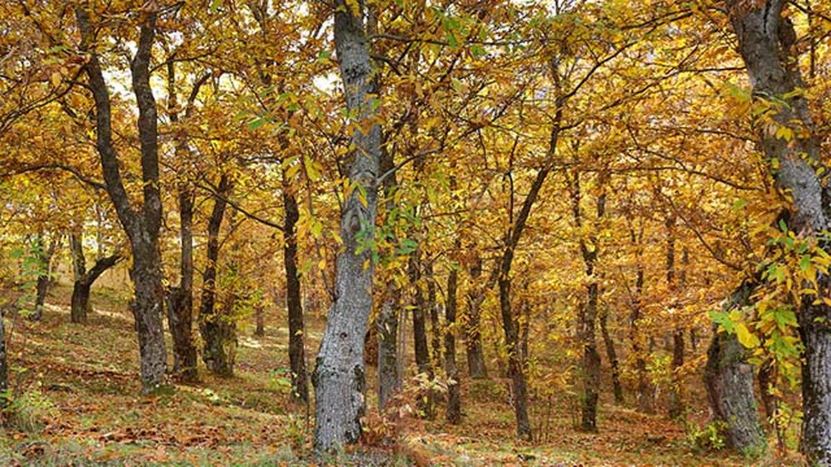 bosque de castanos