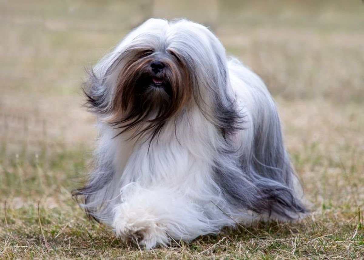 El Lhasa Apso es un perro con instinto de vigilancia y suele estar alerta