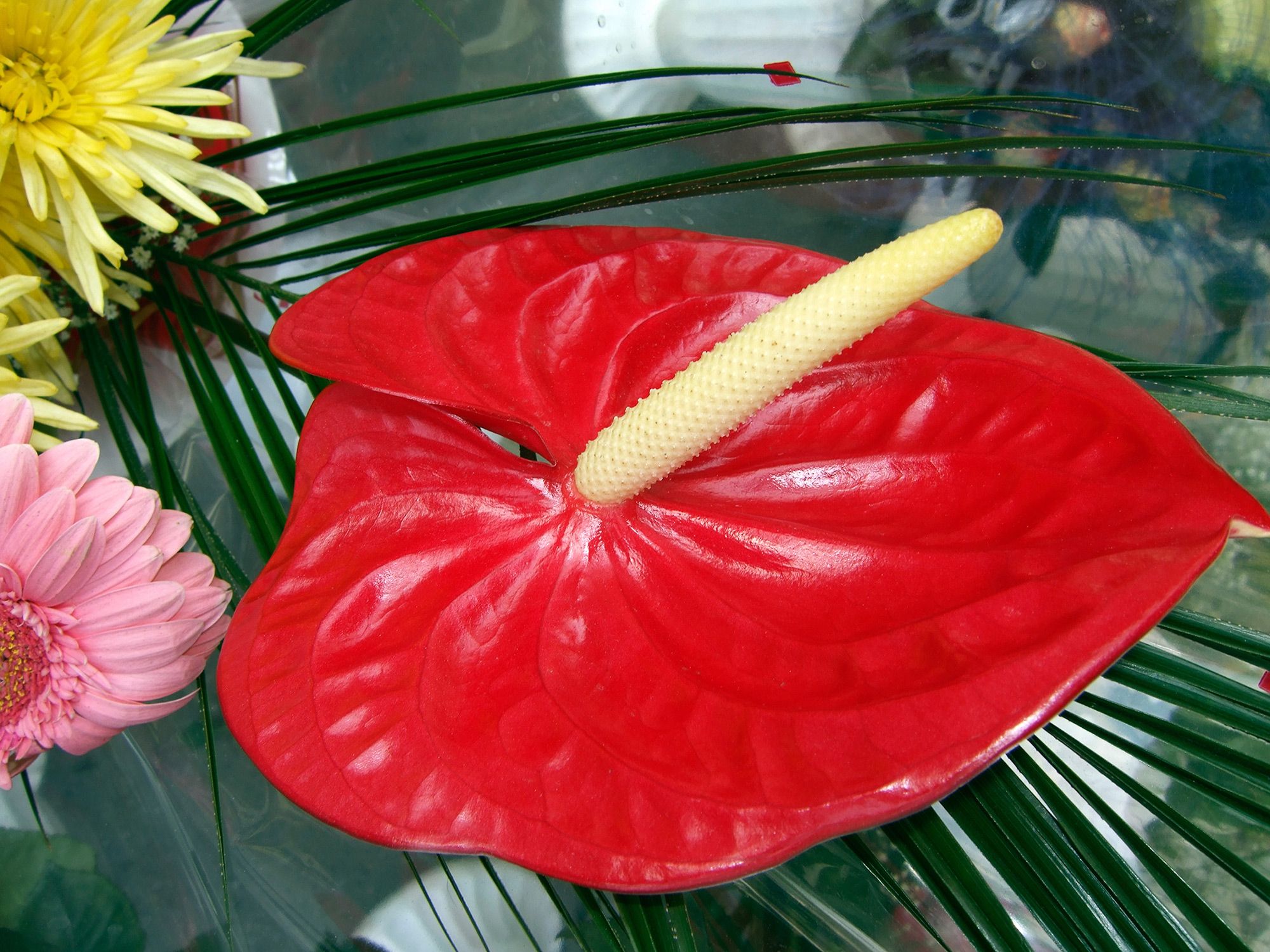 anturio xl