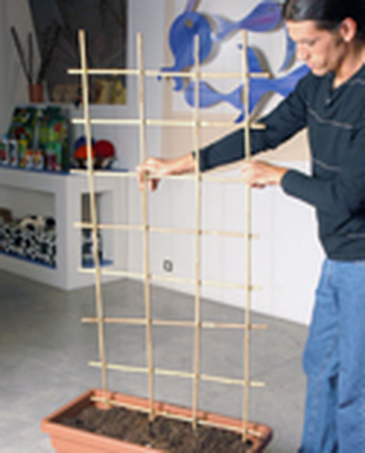 65204 dipladenia p03