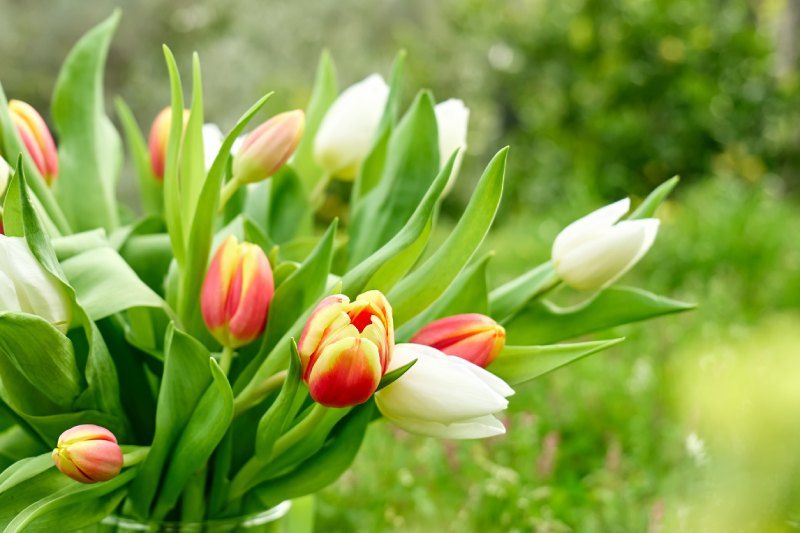 Los tulipanes son vibrantes, frescos y versátiles