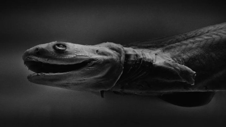 animales mas raros del mundo tiburon anguila