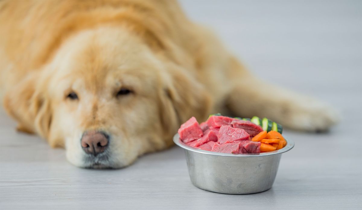 perros salud articular alimentos